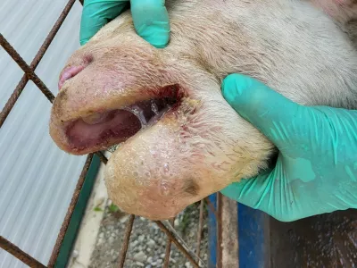 Ovca, bolezen modrikastega jezik (BTV). Foto: UVHVVR