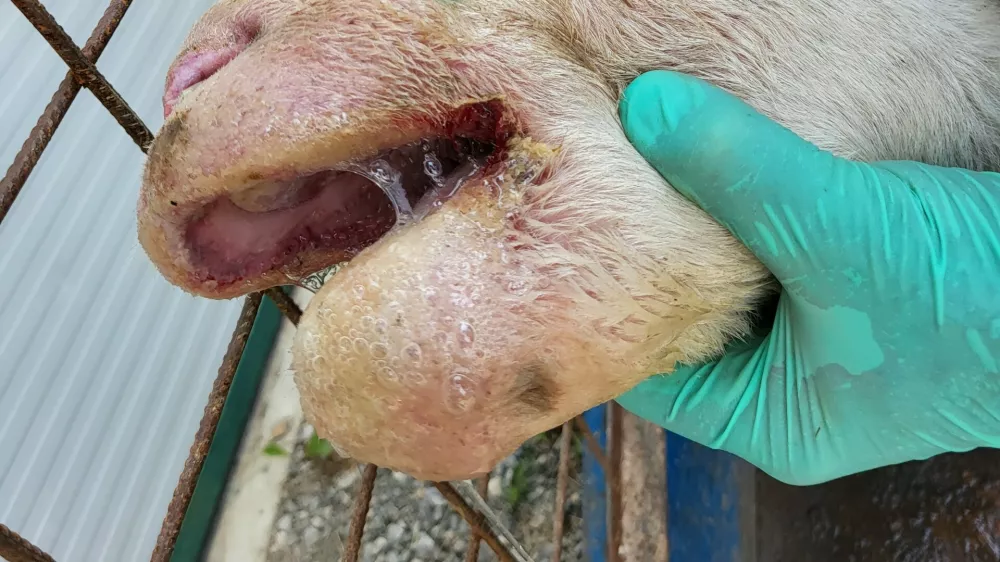 Ovca, bolezen modrikastega jezik (BTV). Foto: UVHVVR