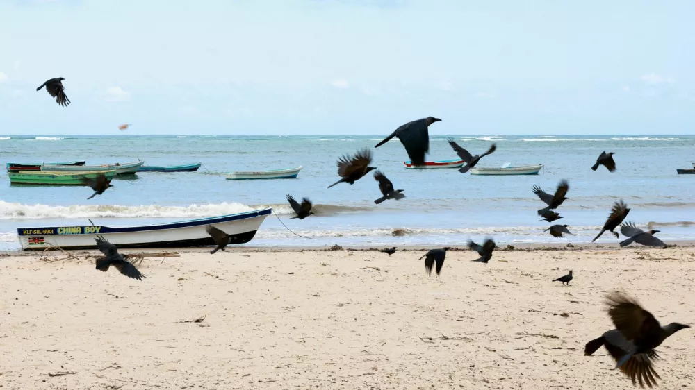 Crows fly over the Baobab beach in Malindi, Kilifi County, Kenya, September 4, 2025. REUTERS/Monicah Mwangi