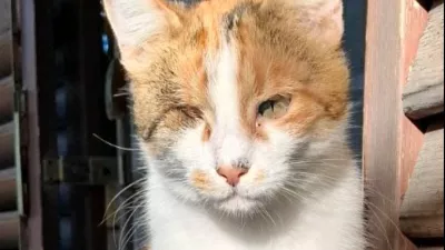 Enooka bojevnica Maca / Foto: Jani Čuk