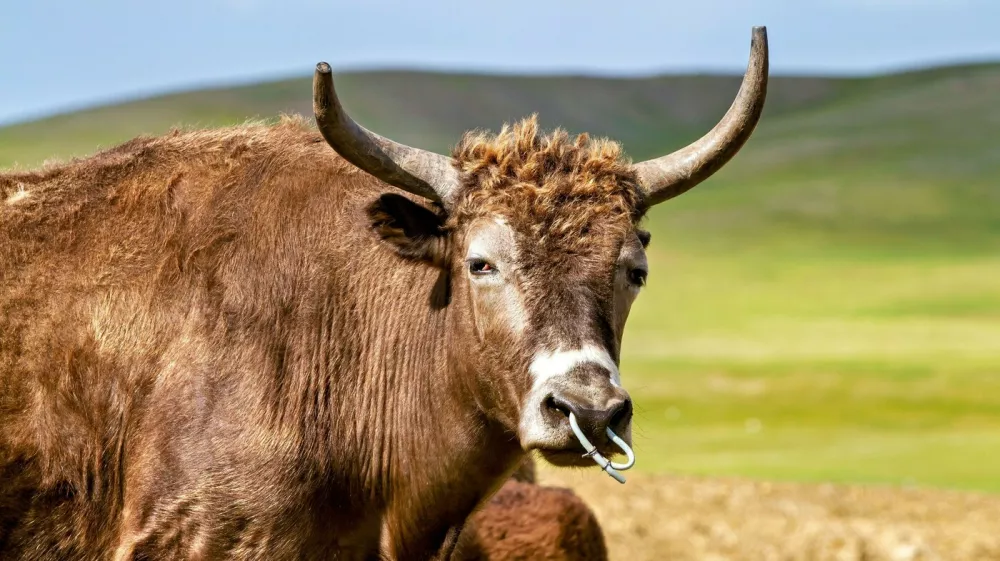 Jak, yak. Foto: Profimedia