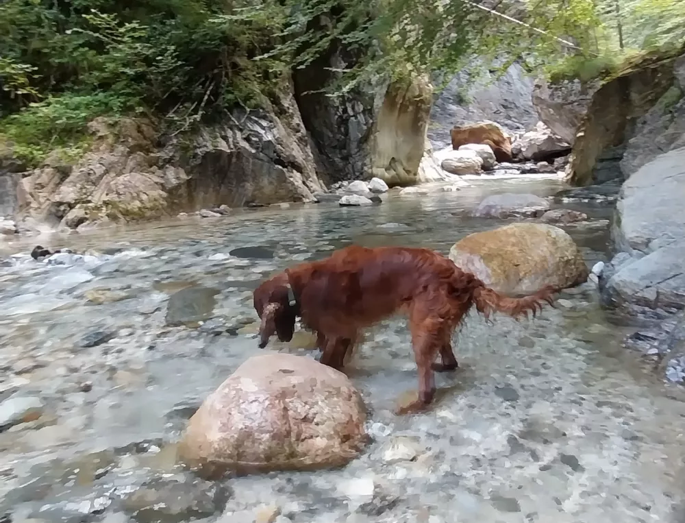 Psi so v soteski dobrodo&scaron;li, vendar priporočamo, da s seboj vzamete tudi pasjo oprsnico. 