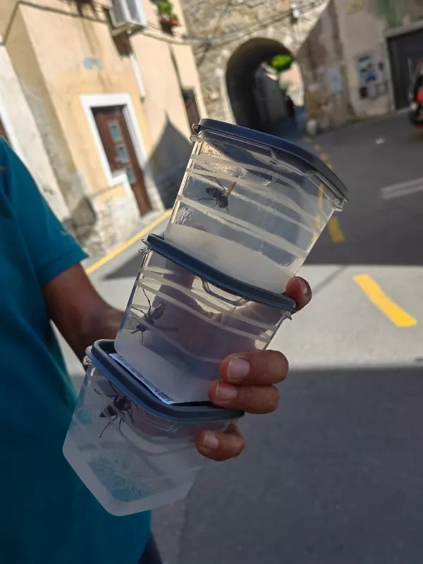 orientalski sr&scaron;en Koper