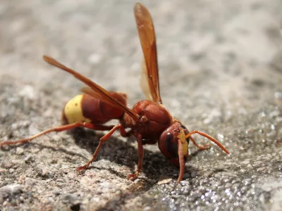 Orientalski sr&scaron;en je že pri nas. Strokovnjak: Ukrepajte, preden bo prepozno!