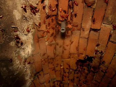 Cockroaches cling to the ceiling of a section of the sewer system under the 300 block of Ellis St., which dates back to the 1866 in San Francisco, as seen on Thursday October 12, 2017. (Michael Macor/San Francisco Chronicle via AP) / Foto: Michael Macor