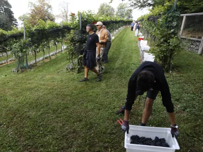 9.9.2025 - tradicionalna trgatev v grajskem vinogradu; Ljubljanski grad, grajski vinogradtrgatev, grozdje, trtaFoto: Luka Cjuha