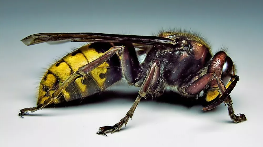 Pik sr&scaron;ena je lahko tudi smrtonosen. 