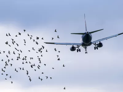 Flock of birds in front of airplane at airport, concept picture about dangerous situations for planes