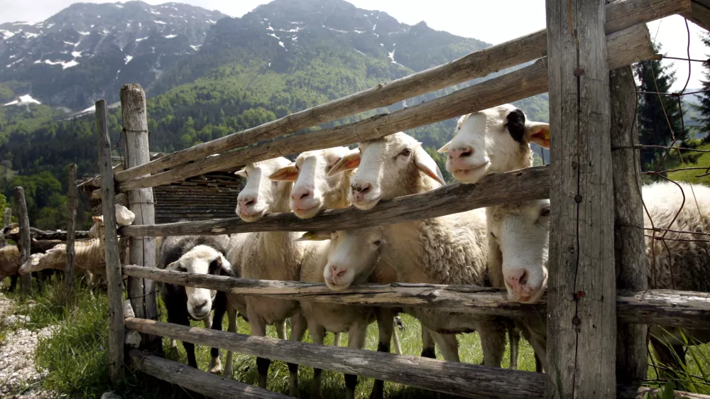 Triglavski narodni park, TNP, ovce, reja ovac, sirarstvo, // FOTO: Luka CjuhaOPOMBA ZA OBJAVO V PRILOGI OBJEKTIV / Foto: Luka Cjuha