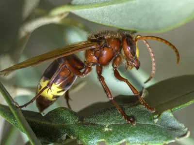 Orientalski sr&scaron;en je, kot kaže, k nam pri&scaron;el iz Italije ali z ladjami in tovorom v koprskem pristani&scaron;ču. / Foto: iStock
