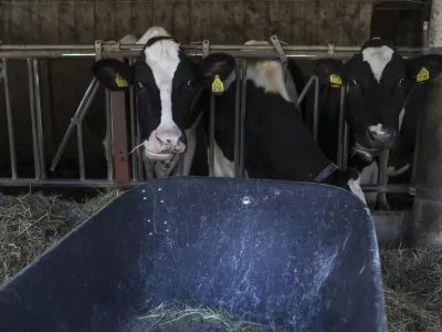 - govedoreja - krave - krava - živinoreja- 08.10.2019 &ndash; Kmetija Pustotnik &ndash; Sirnica, mlečni izdelki in siri, Poljanska cesta 19, Gorenja vas Občini Gorenja vas-Poljane. //FOTO: Jaka GasarOPOMBA: DNEVNIKOV OBJEKTIV &ndash; REPORTAŽA O SIRIH