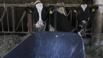 - govedoreja - krave - krava - živinoreja- 08.10.2019 – Kmetija Pustotnik – Sirnica, mlečni izdelki in siri, Poljanska cesta 19, Gorenja vas Občini Gorenja vas-Poljane. //FOTO: Jaka GasarOPOMBA: DNEVNIKOV OBJEKTIV – REPORTAŽA O SIRIH