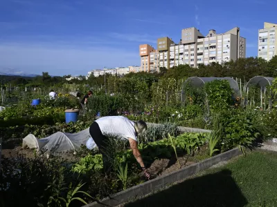 Vrtičkarstvozdrava hrana vrtzdravjelokalna samooskrbasamooskrbni&scaron;tvo25.08.2025 - MOL Vrtički Ježica Foto: Nik Erik Neubauer 