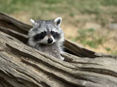Portrait of lotor common raccoon. Tree hiding place of raccoon. Look out of hiding. Photography of nature and wildlife.