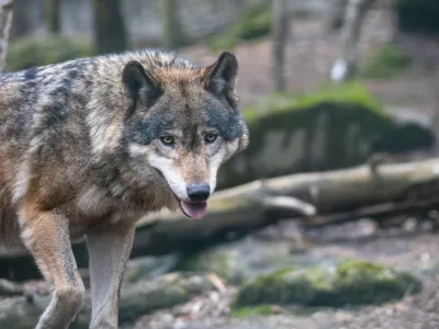 Volkovi so se v Avstriji spravili nad tele in ovce. Vidre medtem pusto&scaron;ijo po ribogojnicah.