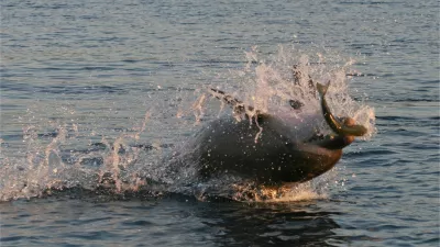 Prehrano delfinov oblikujejo tako družbeni kot ekolo&scaron;ki dejavniki. To pomeni, da se delfini iz iste populacije lahko prehranjujejo povsem različno. Foto: Morigenos