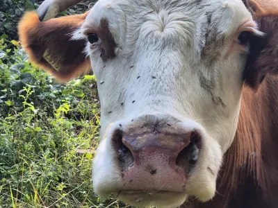 govedo, bolezen modrikasti jezik. Foto: UVHVVR