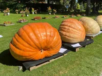 Leto&scaron;nja zmagovalna buča je tehtala 533 kilogramov. 