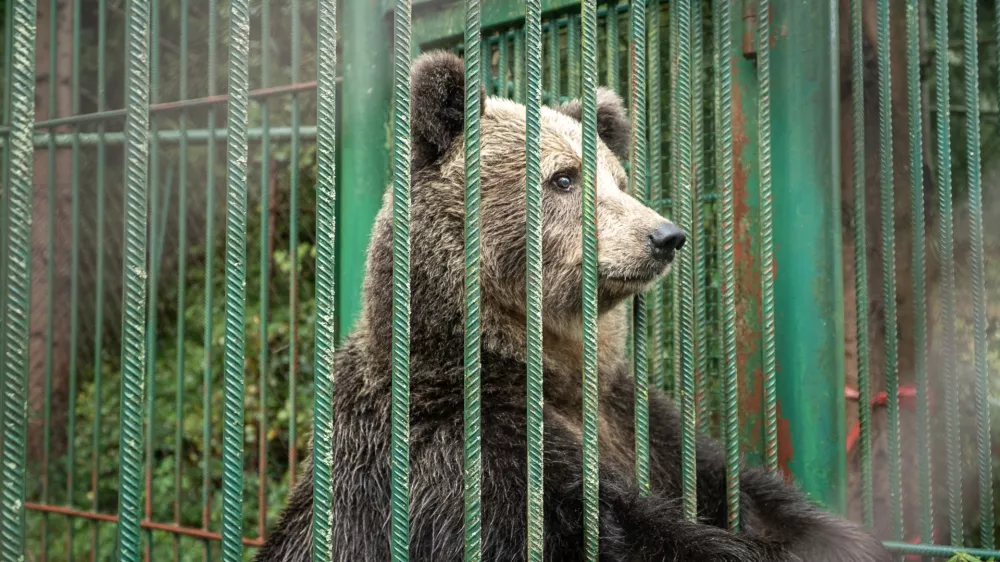 Medvedka Mici ko kmalu zaživela na svobodi. Foto: Four paws
