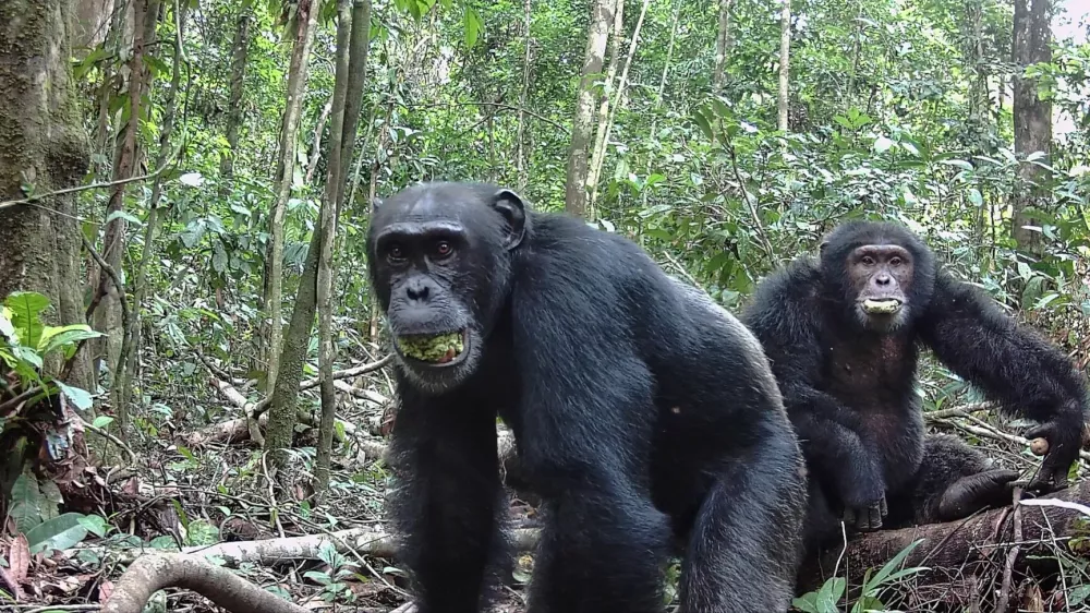 Two male chimpanzees eat the plum-like fruit of the evergreen Parinari excelsa tree at Tai National Park in the Ivory Coast, June 14, 2021, in this picture obtained by Reuters on September 16, 2025. Aleksey Maro/UC Berkeley/Handout via REUTERS  THIS IMAGE HAS BEEN SUPPLIED BY A THIRD PARTY. MANDATORY CREDIT. NO RESALES. NO ARCHIVES. REFILE - CORRECTING FROM "RELEASED ON SEPTEMBER 27" TO "OBTAINED BY REUTERS ON SEPTEMBER 16".