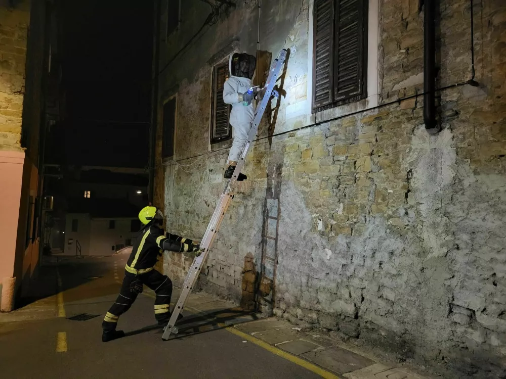 Orientalski sr&scaron;eni v Kopru