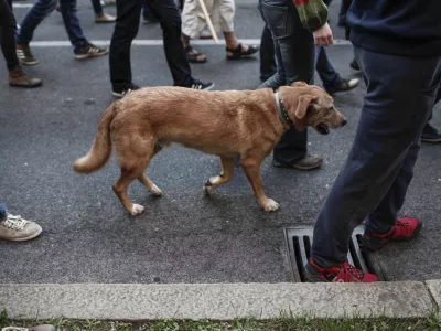 Za psa brez povodca 1200 evrov kazni