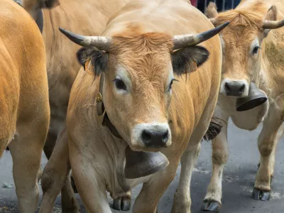 Videti je krotko, toda govedo je nepredvidljivo, biki pa &scaron;e posebej. / Foto: Istock