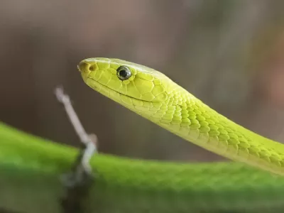 Zelena mamba je ena najbolj strupenih kač na svetu. Foto. Profimedia
