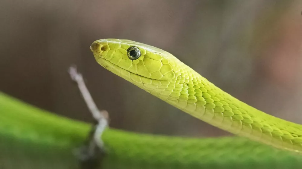 Zelena mamba je ena najbolj strupenih kač na svetu. Foto. Profimedia