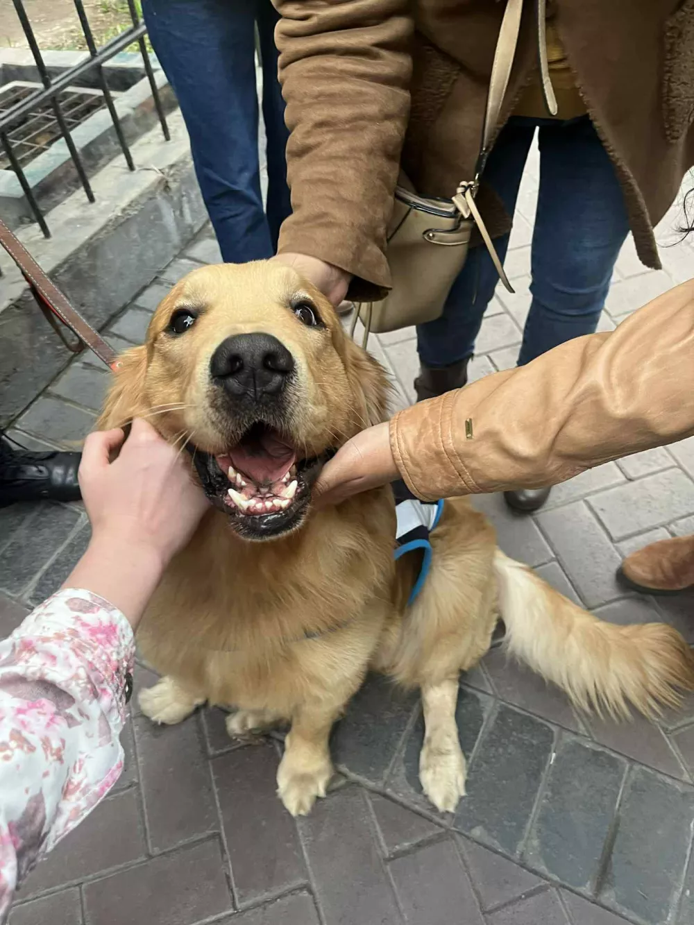 Policijski kuža v Limi