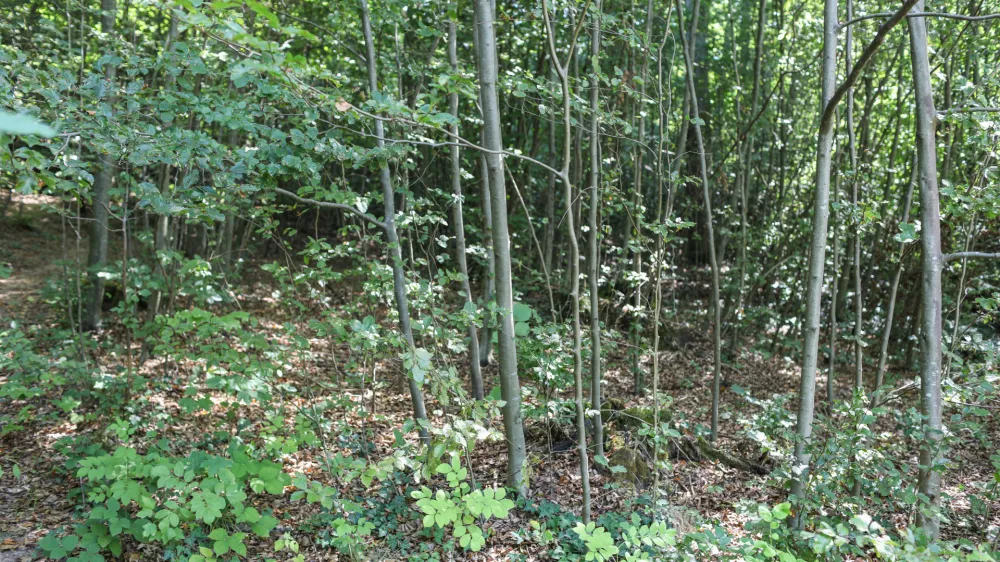  - Pomlajen gozd, - 13.08.2025. - Vodeni ogled območja poseka dreves na Rožniku s predstavniki Zavoda za gozdove in občine Ljubljana. //FOTO: Bojan Velikonja