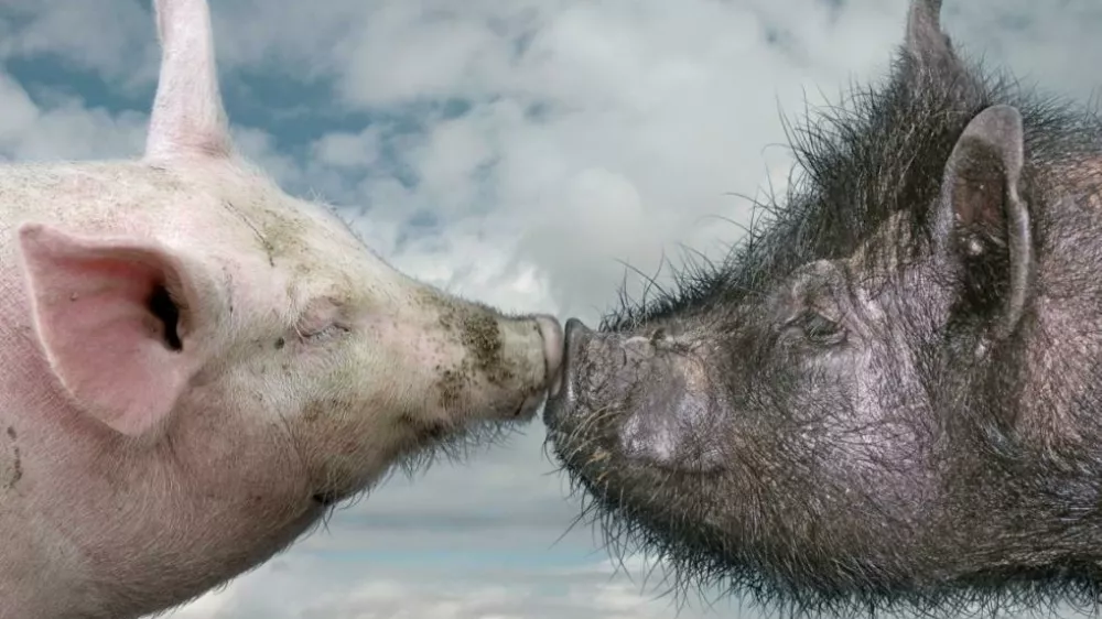 Afri&scaron;ka pra&scaron;ičja kuga prizadene tako domače kot tudi divje pra&scaron;iče. Foto: Svetovna organizacija za zdravje živali 