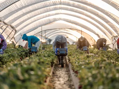 Romunski delavci na kmetiji jagod pri družini L&oacute;pez v Palos de la Fronteri v &Scaron;paniji. Nobena od žensk ne raztegne svojega hrbta, dokler niso desetkilogramske gajbice polne. Povprečen delavec nabere 150 kilogramov jagod na dan. / Foto: Cosmin Bumbuț