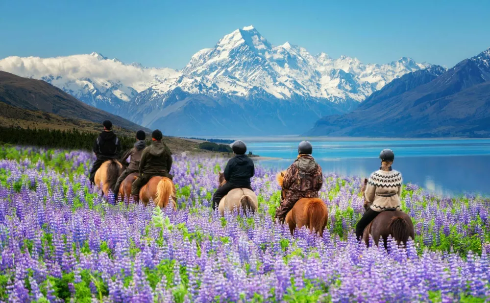 Travelers ride horses in lupine flower field, overlooking the beautiful landscape of Mt Cook National Park in New Zealand. Lupins hit full bloom in December to January which is summer of New Zealand. / Foto: Blue Planet Studio
