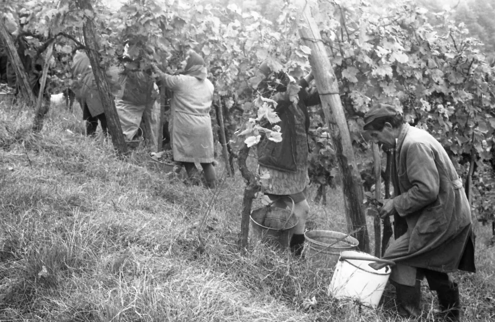 Pozabljeni običaji na&scaron;ih trgatev: ko so grozdje &scaron;e stiskali z nogami