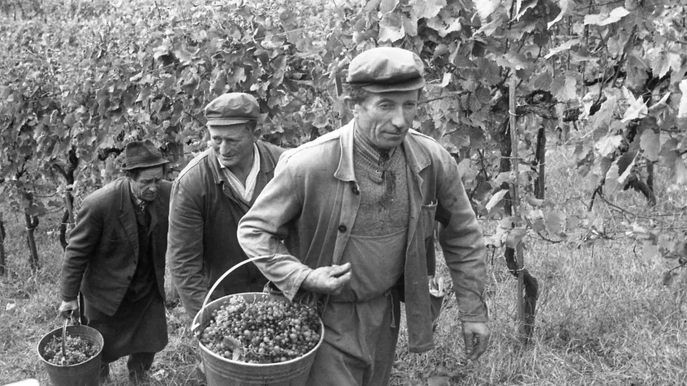 Pozabljeni običaji na&scaron;ih trgatev: ko so grozdje &scaron;e stiskali z nogami