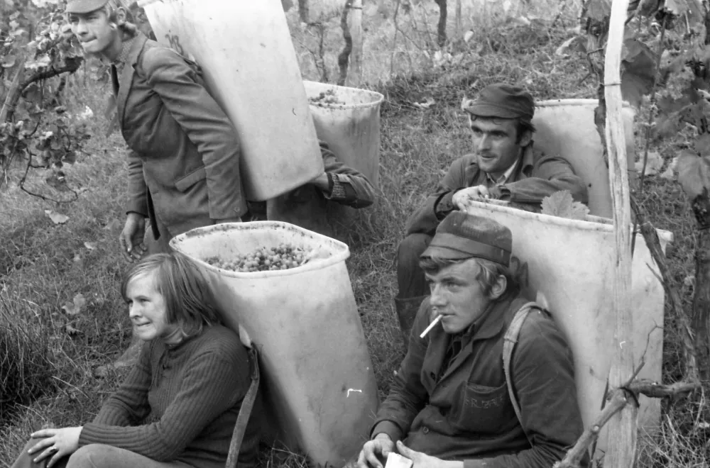 Pozabljeni običaji na&scaron;ih trgatev: ko so grozdje &scaron;e stiskali z nogami