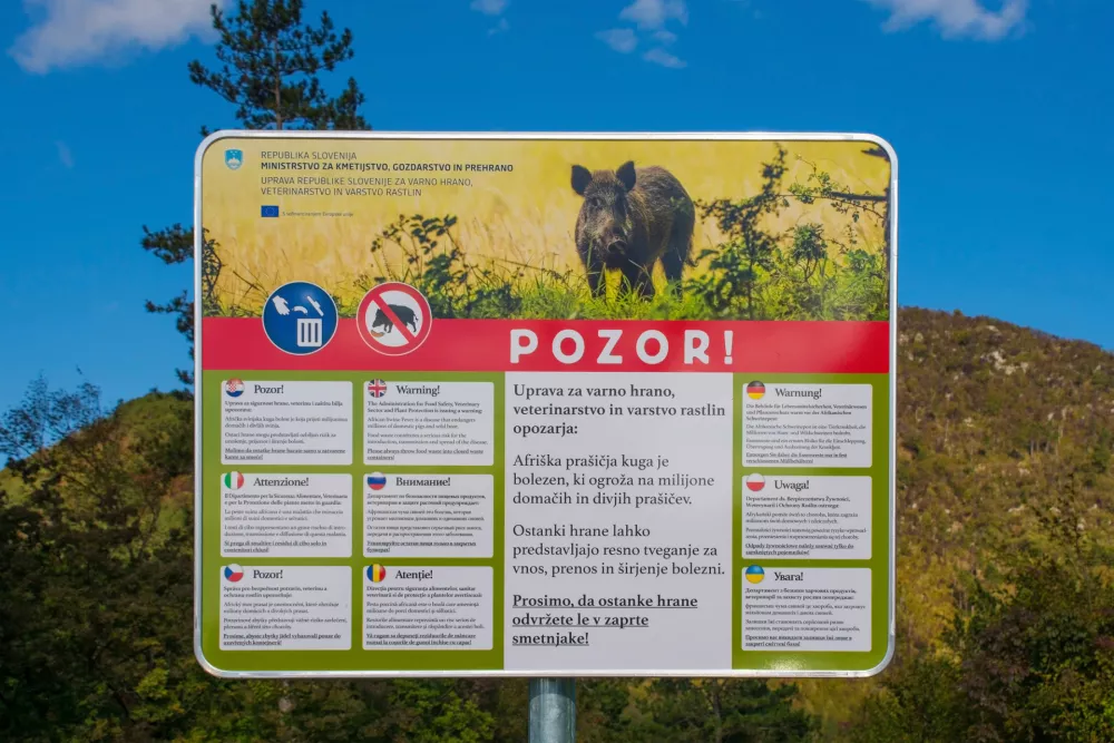 Afri&scaron;ka pra&scaron;ičja kuga prizadene tako domače kot tudi divje pra&scaron;iče. Ponekod so že postavili tak&scaron;ne table. / Foto: Istock