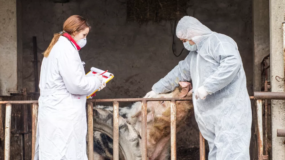 Veterinarski pregled pra&scaron;iča / Foto: Istock