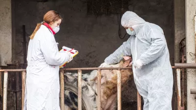 Veterinarski pregled pra&scaron;iča / Foto: Istock