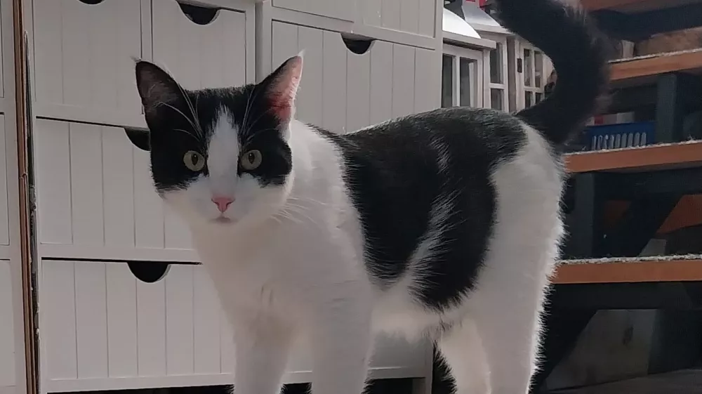 Lili, lepotica tedna / Foto: Vesna Levičnik