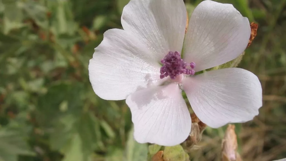 Navadni slez / Foto: Wikipedia