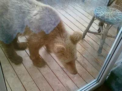 Takole je medved prihlačal na balkon in iskal hrano. Zato opozorila, da zunaj ne pu&scaron;čate hrane, niso odveč. / Foto: Lovska Zveza Slovenije