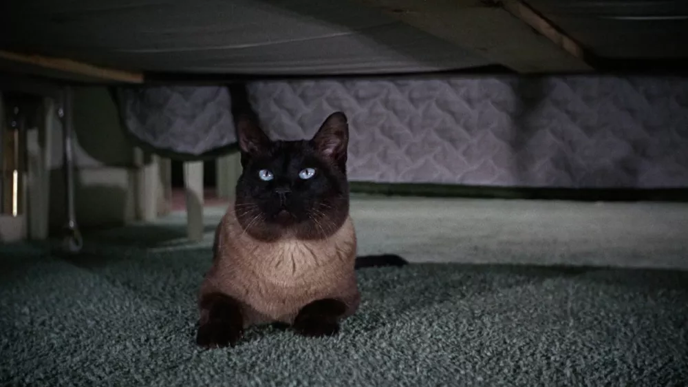 Glavno vlogo je sicer odigralo več siamskih mačk. / Foto: Walt Disney Productions