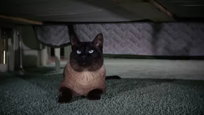 Glavno vlogo je sicer odigralo več siamskih mačk. / Foto: Walt Disney Productions