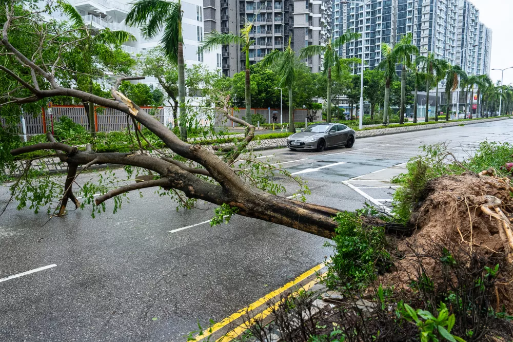 A fallen tree sits across the road in Tseung Kwan O area, as super typhoon Ragasa approaches in Hong Kong, Wednesday, Sept. 24, 2025. (AP Photo/Chan Long Hei)