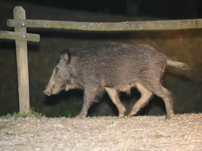 Divji pra&scaron;iči napadajo Primorsko / Foto: Edi Morvai