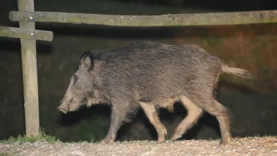 Divji pra&scaron;iči napadajo Primorsko / Foto: Edi Morvai