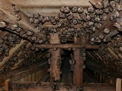 Netopirji domujejo tudi v cerkvi na Rožniku