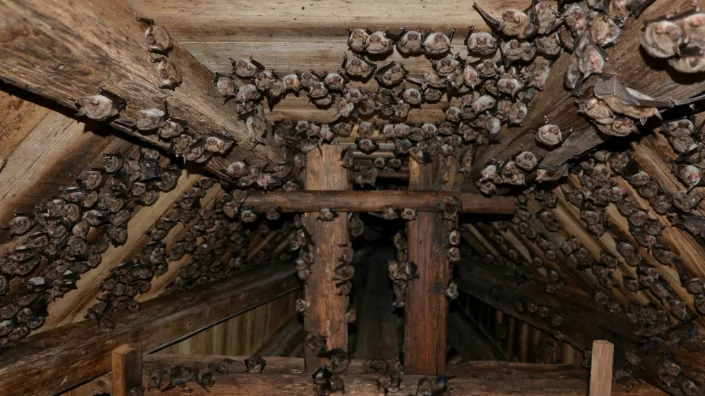 Netopirji domujejo tudi v cerkvi na Rožniku